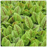 Sorrel - Red Veined Sorrel - Red Veined