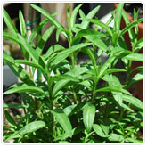 Tarragon Tarragon