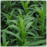 Tarragon - French Tarragon - French