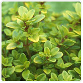 Thyme - Archer's Gold Thyme - Archer's Gold