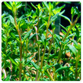 Thyme - English Thyme - English