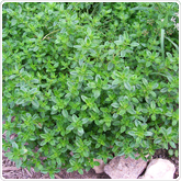 Thyme - German Thyme - German