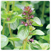 Thyme - Large Thyme - Large