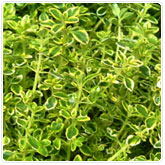 Thyme - Lemon Thyme - Lemon