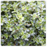 Thyme - Nutmeg Thyme - Nutmeg