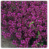 Thyme - Purple Creeping Thyme - Purple Creeping