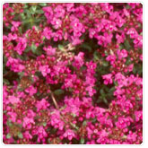 Thyme - Red Creeping Thyme - Red Creeping