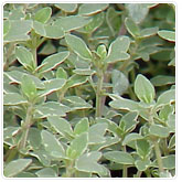 Thyme - Silver Thyme - Silver