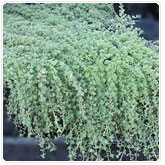 Thyme - Wooly Thyme - Wooly
