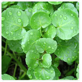 Watercress Watercress