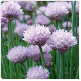 Chives Chives