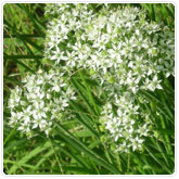 Chives - Garlic Chives - Garlic