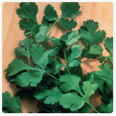 Cilantro Cilantro