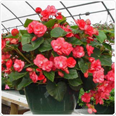 Hanging Outdoor Baskets