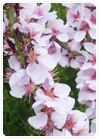 Flower and Garden Showcase
