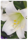 Easter