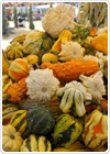Gourds
