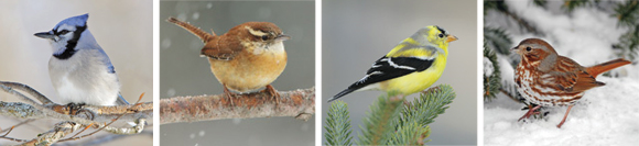 Winter Feeding For The Birds!