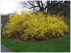 Forsythia