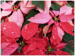 Poinsettia Care