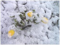 WINTER ACONITE