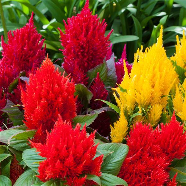 Celosia_1