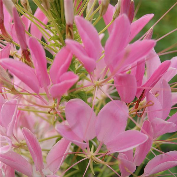 Cleome