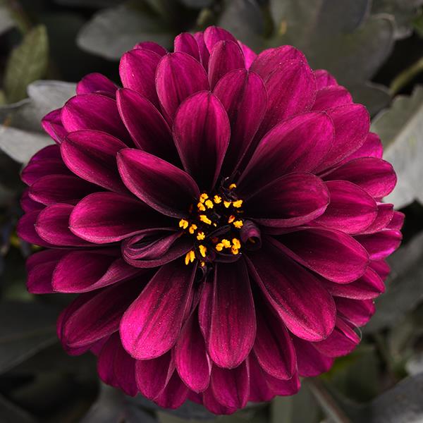 Dahlia