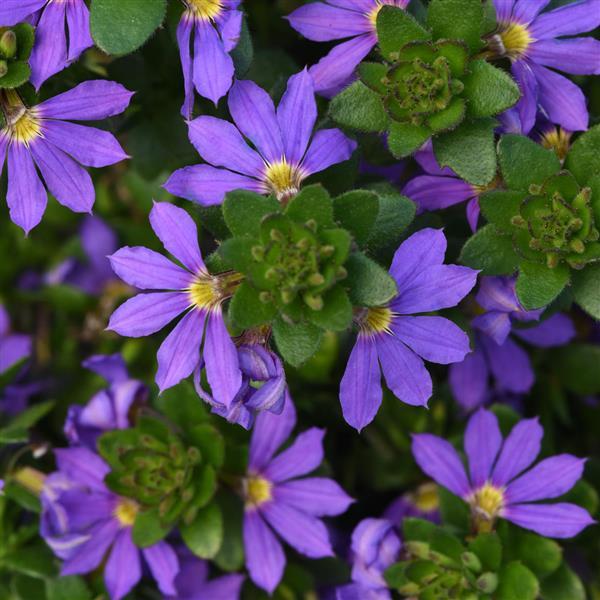 Scaevola