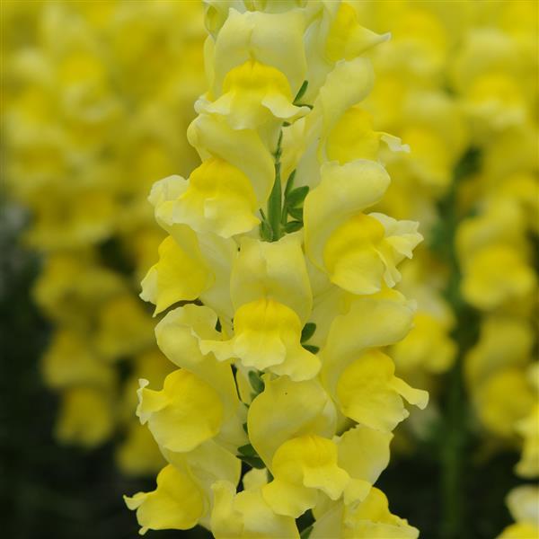 Snapdragon