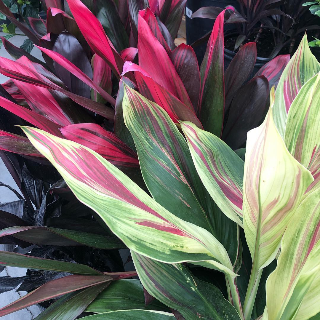 cordyline