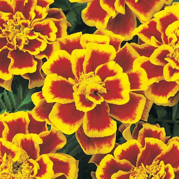 marigold