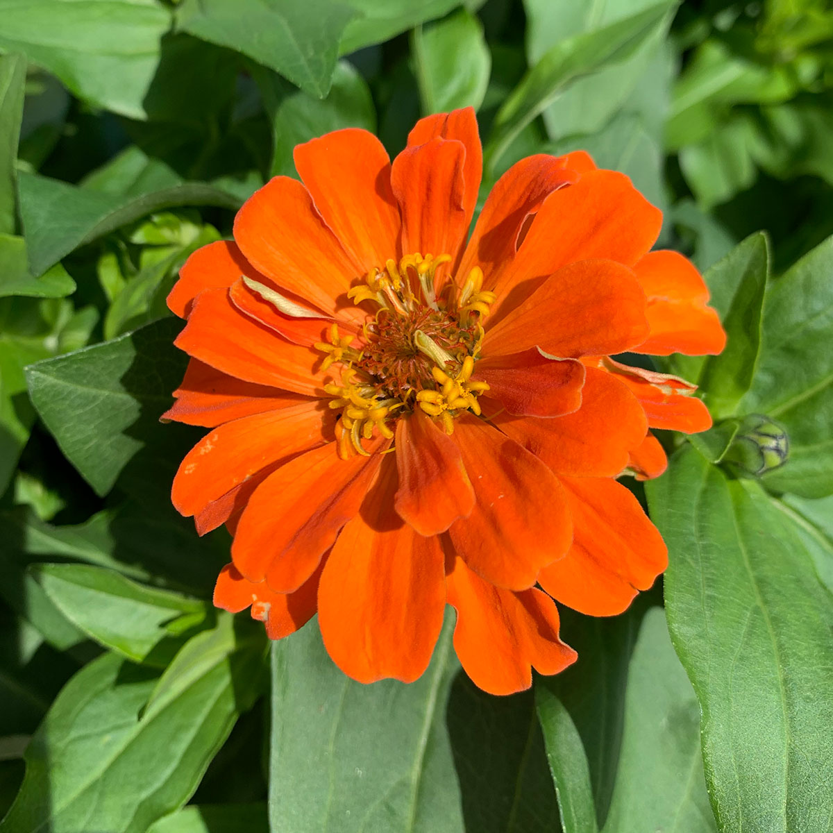 Zinnia