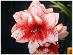 Amaryllis