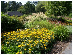 Black-eyed Susans