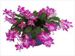 Christmas Cactus