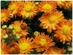 Chrysanthemum