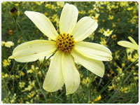 Coreopsis