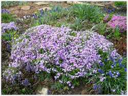 Creeping Phlox