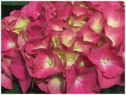 Firelight Pink Hydrangea