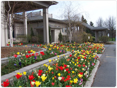 Tulip display at Ridgemont Country Club 
