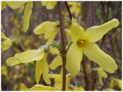 Forsythia Spring Glory Flowers