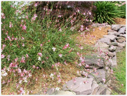 Siskiyou Pink Gaura