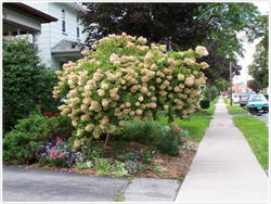 Pee Gee Hydrangea tree - Hydrangea