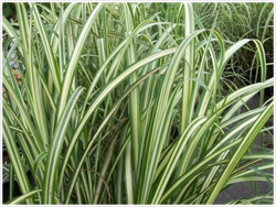 Japanese Silver Grass