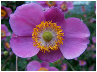 Japanese Anemone