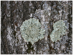 Lichen