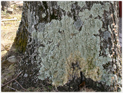 Lichen