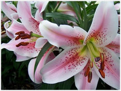 Mona Lisa Oriental Lily