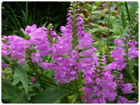 Obedient Plant